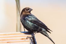 Closeup Of Brown Headed Cowbird (Molothrus Ater) Perched On Bird Feeder With Soft BG