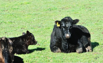 Angus Cow and Calf