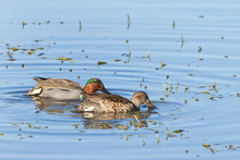 Pair Of Green Winged Teal Duck Foraging For Food In Shallow Marsh Water. The Green Winged Teal Is A Common And Widespread Duck.