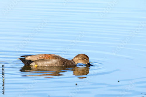 Fotografie, Obraz Female Gadwall duck eating in shallow marsh water