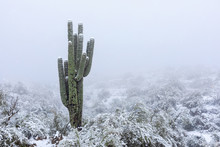 Arizona Desert Snow With Saguaro Cactus