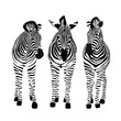 Three zebras standing. Savannah animal ornament. Wild animal texture. Striped black and white. Vector illustration isolated on white background.