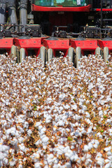 Wall Mural - Cotton fields ready for harvesting