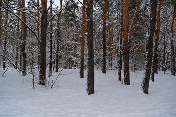 Wall Mural - Fabulous pine winter evening forest. Snowy nature.