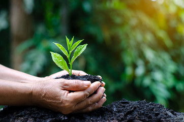 Wall Mural - in the hands of trees growing seedlings. bokeh green background female hand holding tree on nature f