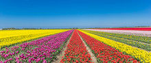 Panorama Of A Colorful Tulips Field In Noordoostpolder