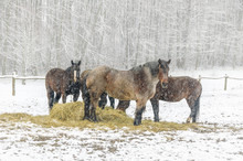 Winter Scene With Horses Standing In A Field In The Snow While Eating Hay