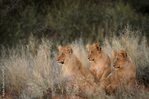 Photographie Lion (panthera leo) cubs in grass. South Africa