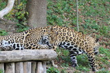 Fototapeta Sypialnia - Jaguar in einem Zoo