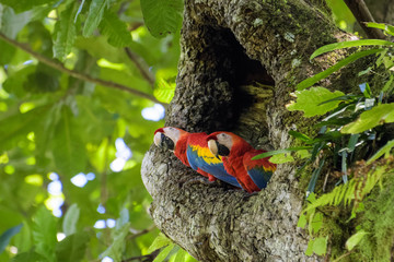 A pair of wild scarlet macaws in their nest in an old cashew tree in the Carara National Park in Costa Rica