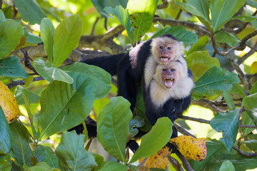 A pair of wild capuchin monkeys mating in an almond tree in the Carara National Park of Costa Rica