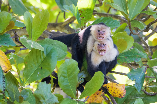 Fotografía A pair of wild capuchin monkeys mating in an almond tree in the Carara National