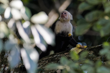 Wall Mural - A wild capuchin monkey eating a banana in a tree in the Carara National Park in Costa Rica