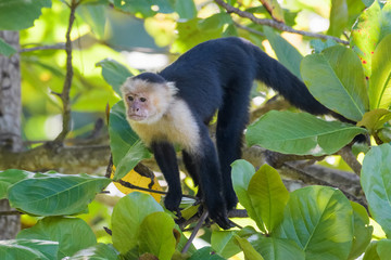 Wall Mural - A wild capuchin monkey in an almond tree in the Carara National Park in Costa Rica