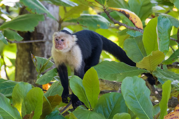 Wall Mural - Wild capuchin monkey in an almond tree in the Carara National Park in Costa Rica