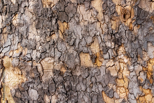 Fotografie, Obraz Aged Platanus or plane tree peeling off bark, texture background