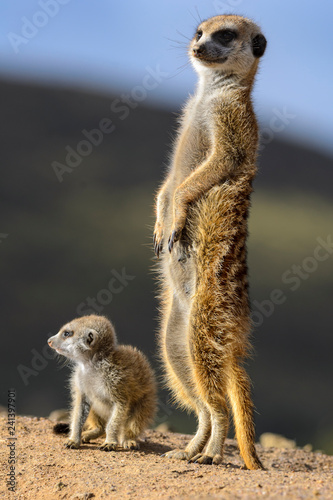 Fotografía Meerkat or suricate (Suricata suricatta)