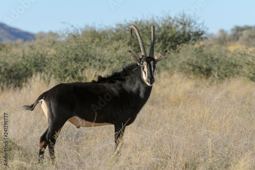 Fotografie, Obraz Sable antelope (Hippotragus niger). Kalahari, South Africa