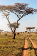 Group of elephants walking in beautiful national park Serengeti, Tanzania, Africa