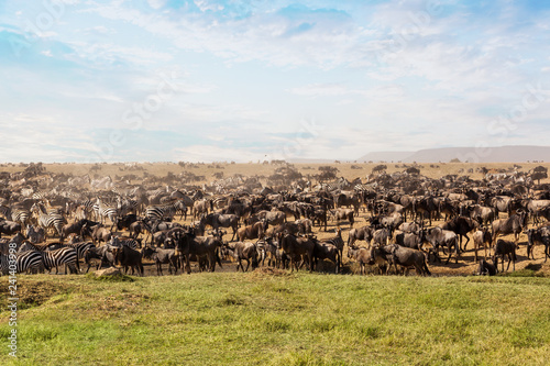 Fotomural Large group of african safari animals.