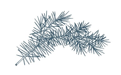 elegant detailed botanical drawing of fir branch with needle-like foliage. evergreen coniferous tree