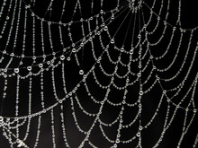 Closeup Of Dew Drops On White Spider Web Against Black Background