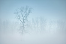 Trees In Winter Fog