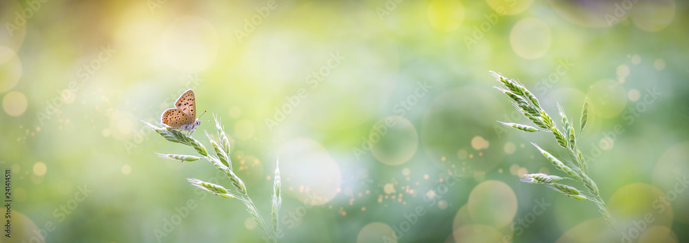 Beautiful Butterfly Banner with Lights and Bokeh - obrazy, fototapety, plakaty 