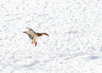 flying ducks on white snow background