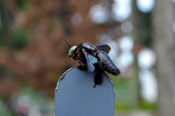 Insect close-up