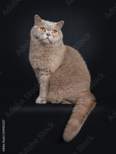 Handsome Senior Cinnamon British Shorthair Cat Sitting Side Ways