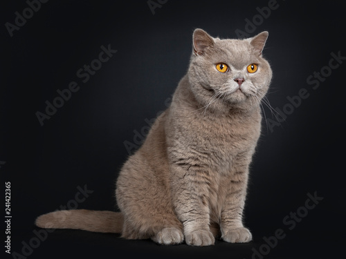 Handsome Senior Cinnamon British Shorthair Cat Sitting Side Ways
