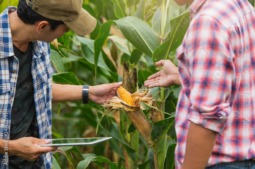 Fotomural Young smart farmer standing and shaking hands on corn field