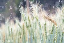 Wheat Planting With Bokeh Droplets