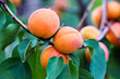 A bunch of ripe apricots branch