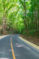 Road in the forest. The Bohol Man-Made is a mahogany forest stretching in a 2 km stretch of densely planted with Mahogany trees. Philippines.