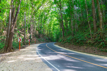 Road in the forest. The Bohol Man-Made is a mahogany forest stretching in a 2 km stretch of densely planted with Mahogany trees. Philippines.