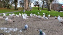 Seagulls Waiting For Food And Pigeons Running Around Eating Rice