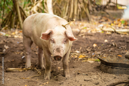Young Pink Pig On The Backyard Ground Balicasag Island