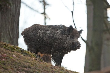 Sticker - wild boar, sus scrofa, Czech republic