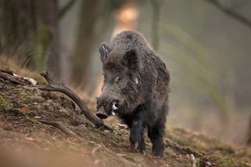 Wall Mural - wild boar, sus scrofa, czech republic