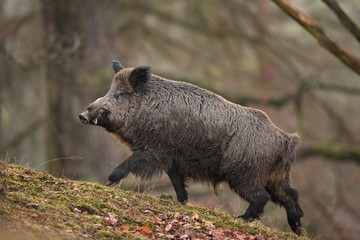 Wall Mural - wild boar, sus scrofa, czech republic