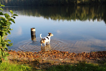 Hintere Ansicht Eines Dreifarbigen Jack Russell Terriers Im See In Meppen Emsland Deutschland Fotografiert Während Eines Spaziergangs In Der Emsländischen Natur