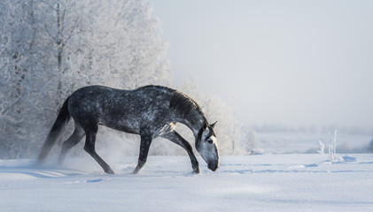 Poster - Spanish gray horse walks on freedom at winter time.