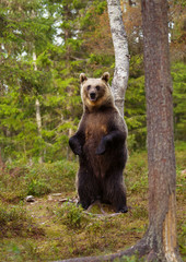 Wall Mural - eurasian brown bear standing on hind legs in the forest