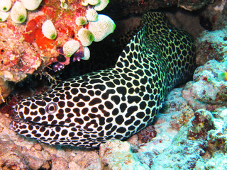 Wall Mural - Moray eels, or Muraenidae, are a family of eels whose members are found worldwide