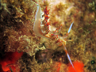 Wall Mural - Nudibranchs are a group of soft-bodied, marine gastropod molluscs which shed their shells after their larval stage