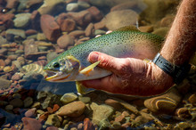 Man Holding A Cutthroat Trout