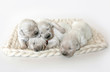 Closeup of cute fluffy newborn golden retriever puppies sleeping
