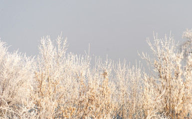 Frozen yellow grass in the field